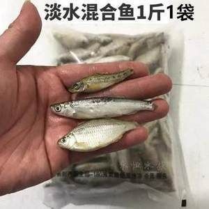 龍魚50公分喂小河蝦還是喂大蝦仁【50公分的龍魚喂小河蝦還是喂大蝦仁】