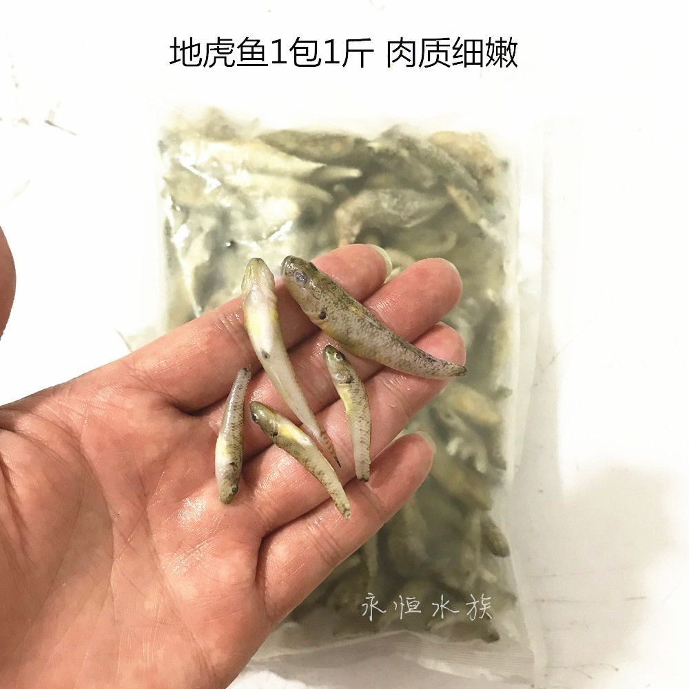 龍魚50公分喂小河蝦還是喂大蝦仁【50公分的龍魚喂小河蝦還是喂大蝦仁】