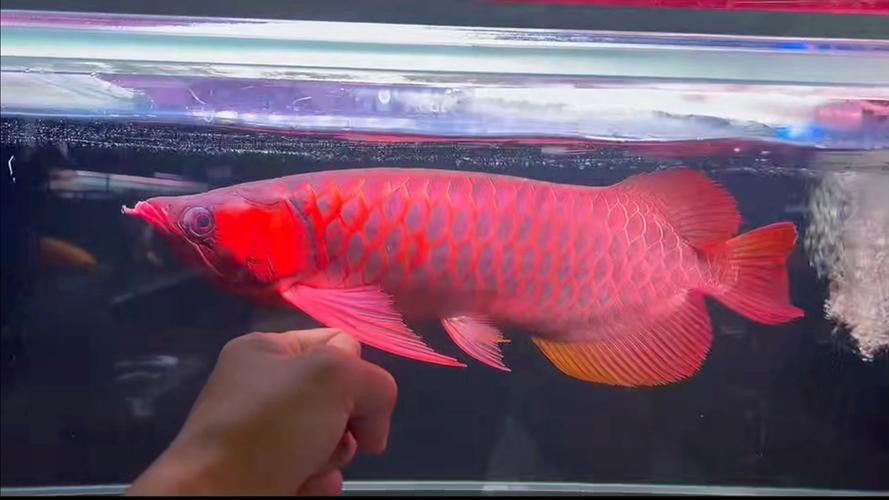 龍魚最貴的品種排名圖片