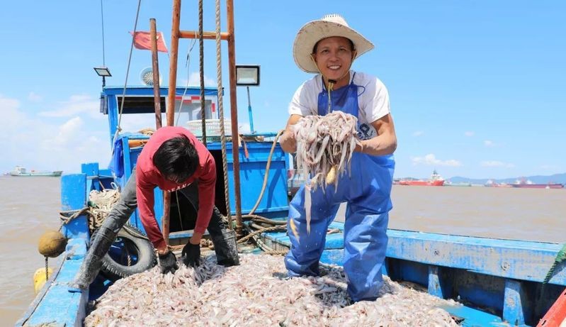 舟山小白龍魚有刺嗎