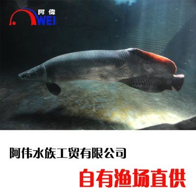 海象魚的飼養方法：海象魚的養護秘籍探索如何養護海象魚的養護秘籍探索