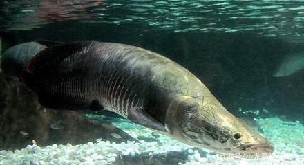 海象魚的飼養方法：海象魚的養護秘籍探索如何養護海象魚的養護秘籍探索