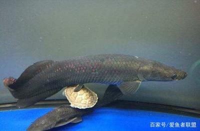 海象魚的飼養方法：海象魚的養護秘籍探索如何養護海象魚的養護秘籍探索