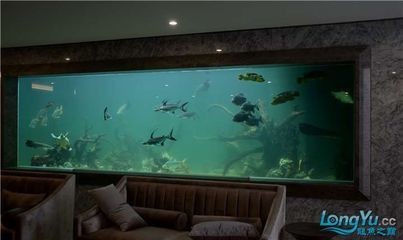 在呼和浩特購買魚缸需要注意哪些問題：呼和浩特魚缸供應(yīng)商家在線購物平臺(tái)上搜索呼和浩特的魚缸