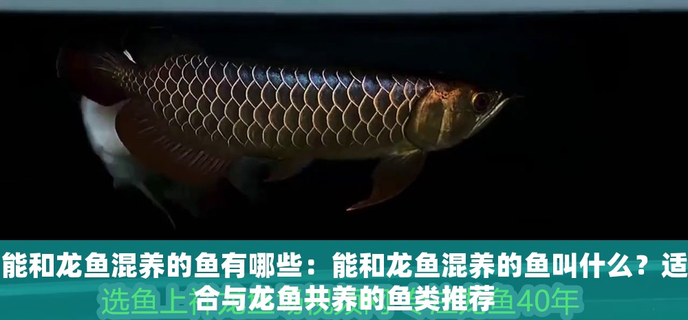 能和龍魚混養的魚有哪些：能和龍魚混養的魚叫什么？適合與龍魚共養的魚類推薦