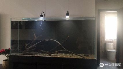 魚缸水質管理全攻略：如何處理底濾魚缸水渾濁