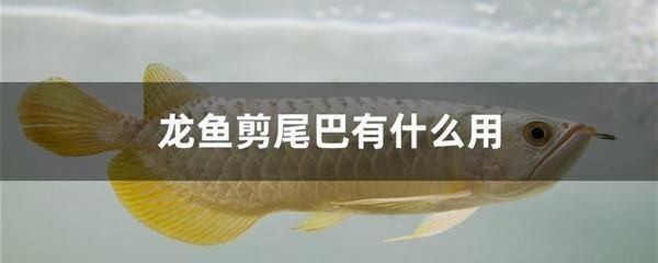 鬼王雷龍魚長大后的樣子