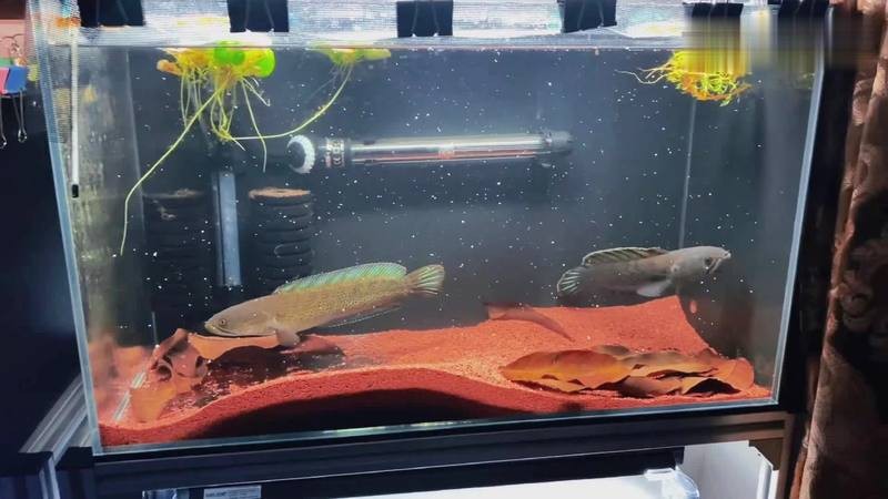鬼王雷龍魚長大后的樣子