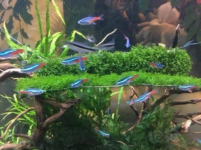 哪些藥物可以預防龍魚鱗片脫落？，預防龍魚鱗片脫落的藥物是由多種原因引起的，但請注意