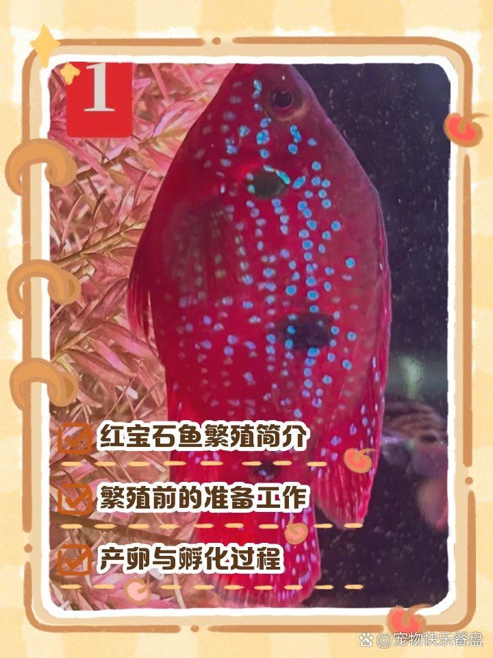 紅寶石魚多久產(chǎn)卵一次