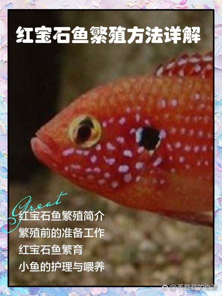 紅寶石魚多久產(chǎn)卵一次