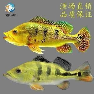 帝王三間和龍魚打架：帝王三間與龍魚混養技巧,如何判斷帝王三間攻擊性,龍魚領地意識強的表現