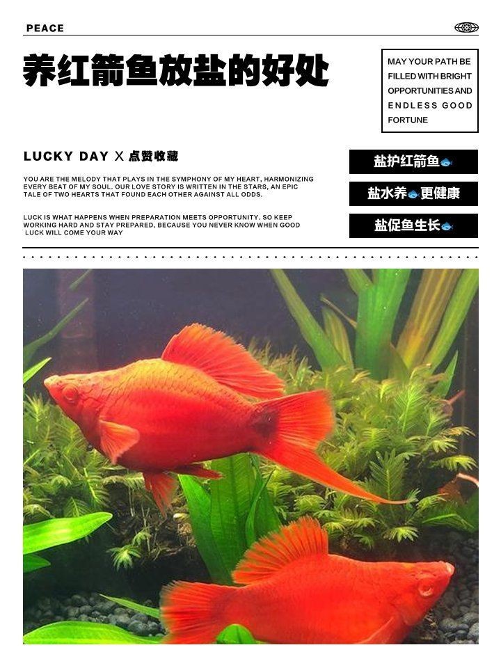 紅箭魚放鹽的正確方法