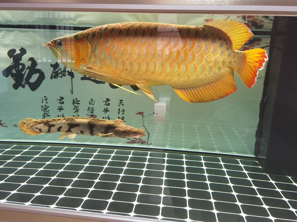 胡須彎曲的藥物選擇有限，目前沒有特定的藥物可以直接用于預(yù)防胡須彎曲，胡須彎曲怎么辦