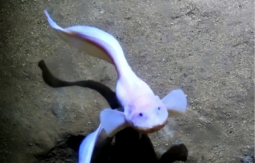 深海獅子魚多少錢一只
