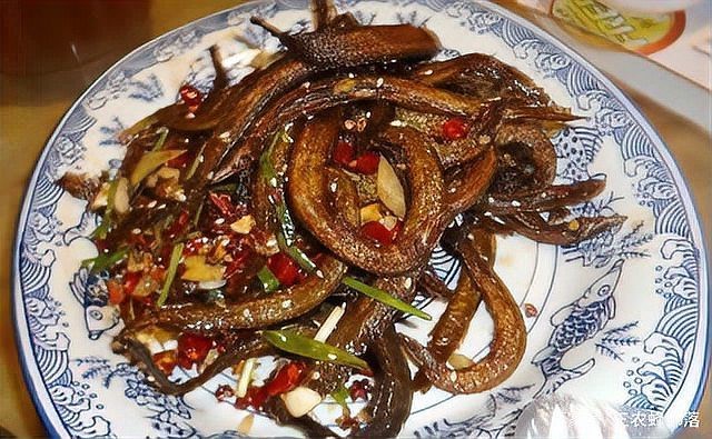刀鰍不能隨便養的原因