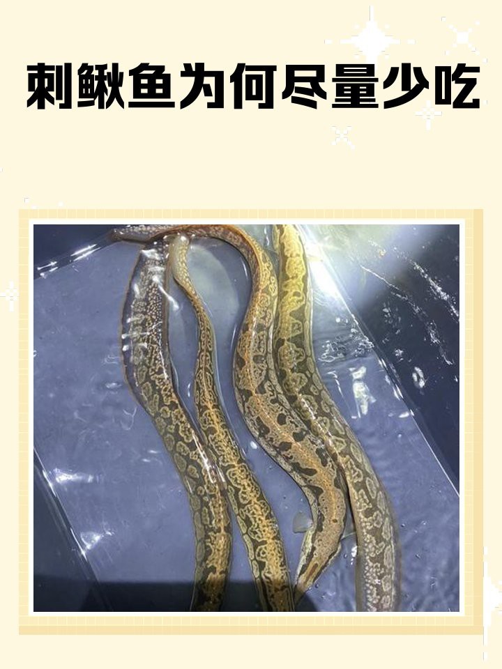 刀鰍不能隨便養的原因