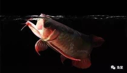 龍魚缸如何開缸養水（開缸養水是確保龍魚健康生長的重要步驟）