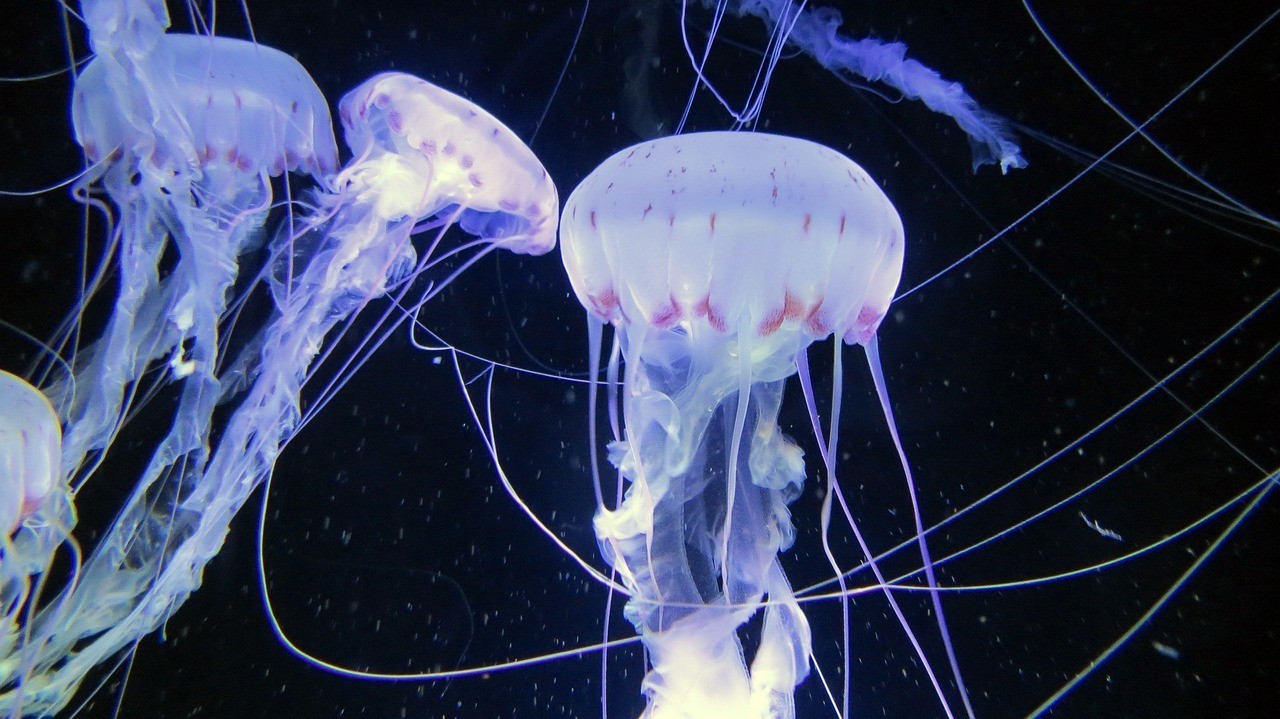 曼弄楓海皇宮水族館 （曼弄楓魚莊）