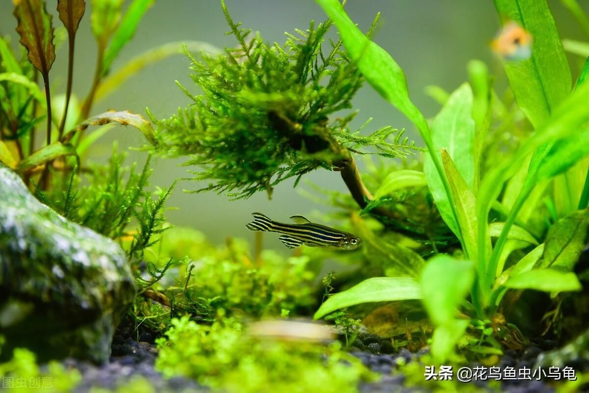 新手養魚魚缸水渾濁怎么變清（新手養魚魚缸水渾濁怎么變清魚缸水渾濁怎么變清）