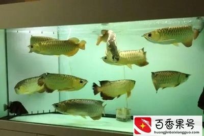 新手養魚魚缸水渾濁怎么變清（新手養魚魚缸水渾濁怎么變清魚缸水渾濁怎么變清）