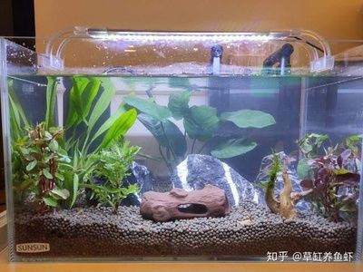 新手養魚魚缸水渾濁怎么變清（新手養魚魚缸水渾濁怎么變清魚缸水渾濁怎么變清）