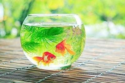 新手養魚魚缸水渾濁怎么變清（新手養魚魚缸水渾濁怎么變清魚缸水渾濁怎么變清）