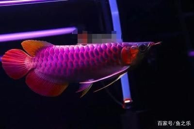 家庭養(yǎng)魚缸用的過濾器價格及圖片（diy魚缸過濾器教程水妖精過濾器維護方法）