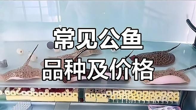 魟魚最貴的三個品種