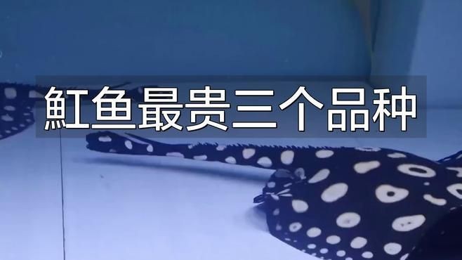 魟魚最貴的三個品種