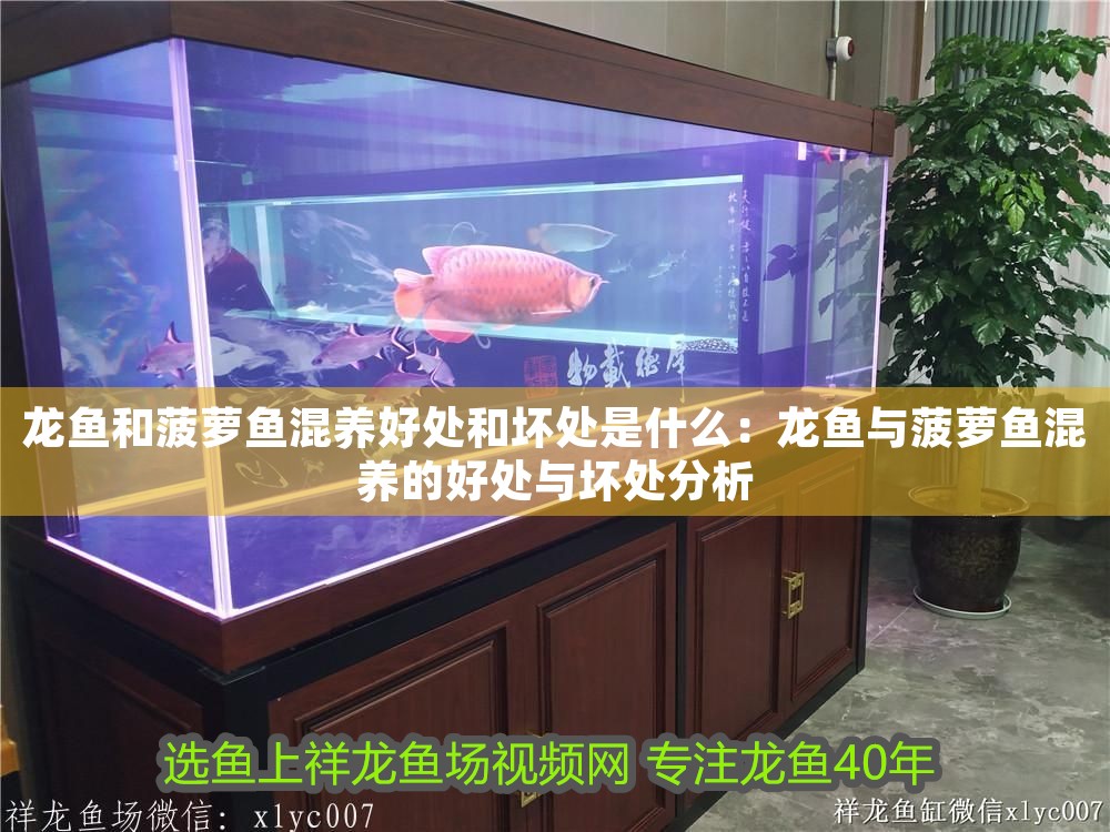 龍魚和菠蘿魚混養好處和壞處是什么：龍魚與菠蘿魚混養的好處與壞處分析 龍魚和菠蘿魚混養好處和壞處是什么：龍魚與菠蘿魚混養的好處與壞處分析 龍魚百科 第1張
