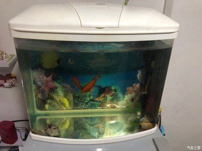 寵小到大魚缸怎么樣：寵小到大魚缸的詳細介紹
