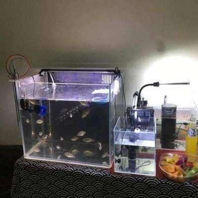 魚缸清潔時如何保護魚類？：如何有效清潔魚缸