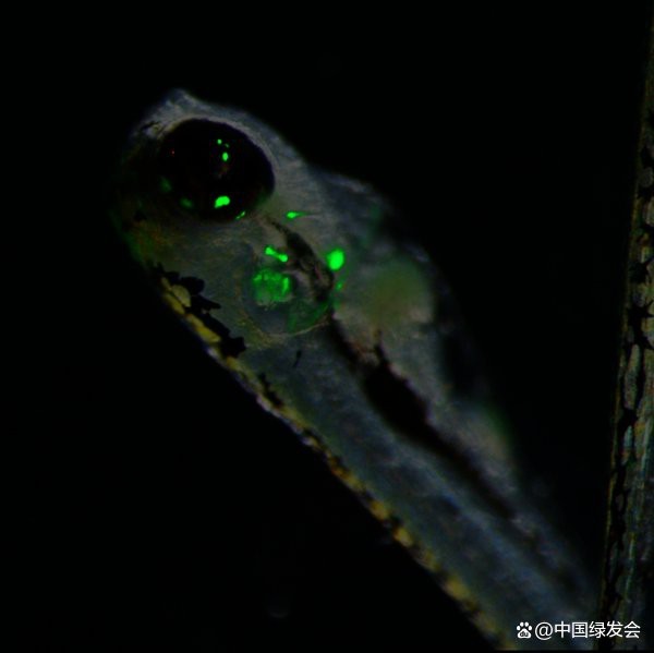 電鰻是怎么發(fā)電的