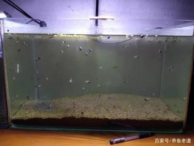 飛鳳魚的飼養環境：關于飛鳳魚的飼養環境