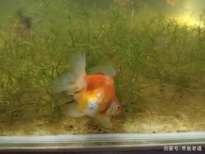 飛鳳魚的飼養環境：關于飛鳳魚的飼養環境