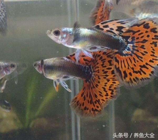 飛鳳魚的飼養環境：關于飛鳳魚的飼養環境