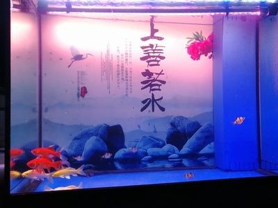 龍魚缸怎么開缸快：龍魚缸開缸時需要特別注意水質和環境,龍魚缸過濾系統維護要點