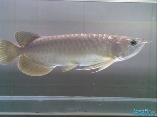 觀賞魚青龍真品
