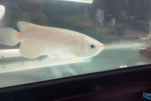 觀賞魚青龍真品