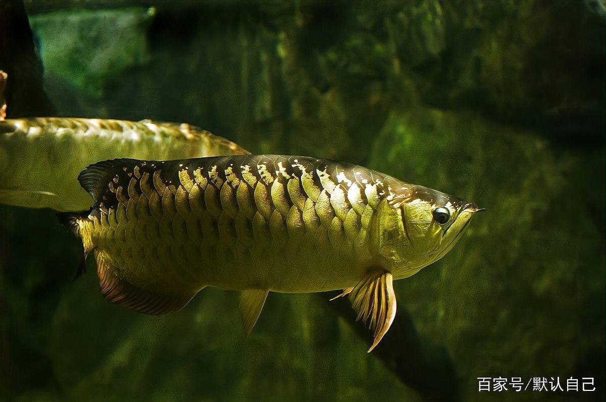 觀賞魚青龍真品