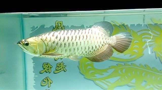 觀賞魚青龍真品