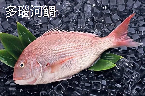 十二種鯛魚價格表