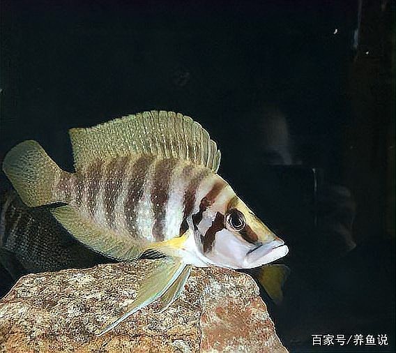 十二種鯛魚價格表