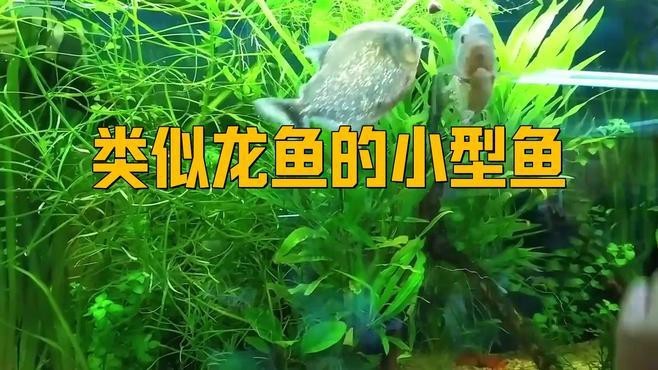 有哪些替代品種與福龍魚相似？
