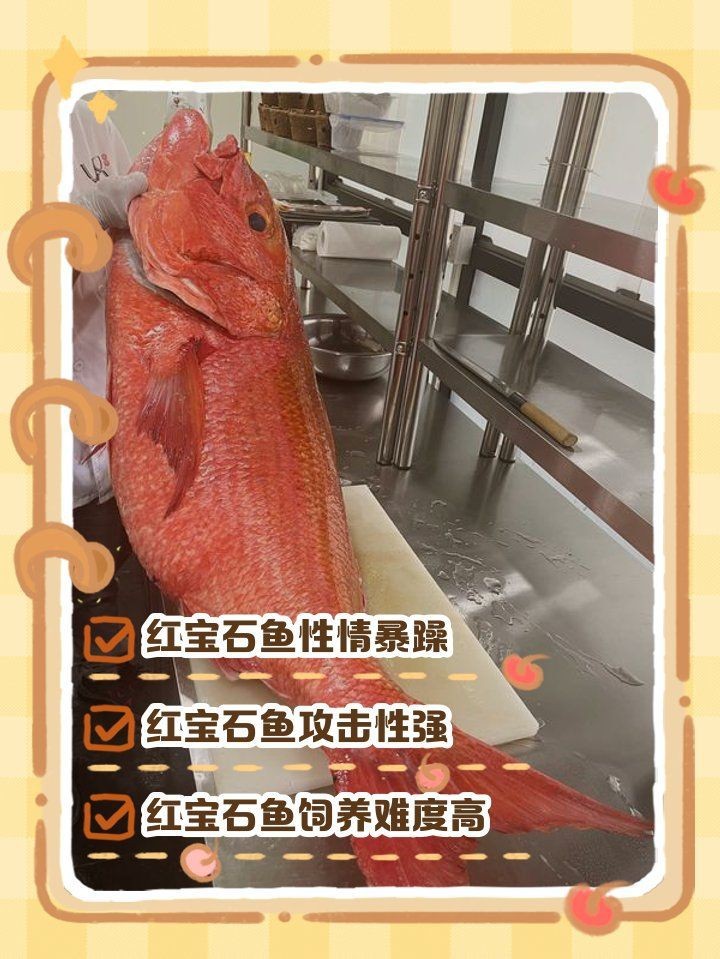 紅老虎魚為何不建議養