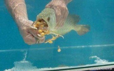 3元一條小金龍魚怎么樣能買到：3元一條的小金龍魚在價(jià)格上屬于較低檔次