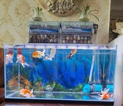 魚缸過濾系統維護技巧：魚缸過濾系統的維護技巧