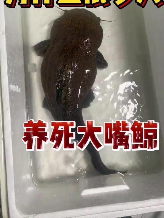 大嘴鯨養的人多嗎