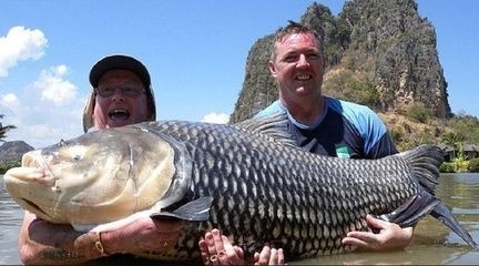 泰國鯉魚與龍魚混養：泰國鯉魚與龍魚混養可行嗎 泰國鯉魚與龍魚混養：泰國鯉魚與龍魚混養可行嗎 龍魚百科 第2張